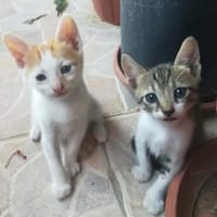 Joey und Chandler aus dem Tierschutz, Kater zur Adoption