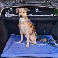 Starkes Frauchen für Milo gesucht, Hund zur Adoption