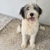 Sibilla💕freundliche und soziale Hündin, Hündin zur Adoption