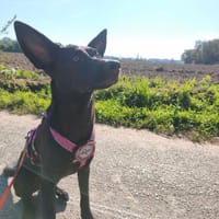 🐾 Ria sucht ihre Menschen, Hündin zur Adoption