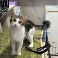 Langhaarmix Poof aus dem Tierschutz, Kater zur Adoption