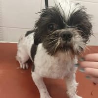 Bofur💕 lieber und unkomplizierter kleiner Rüde, Hund zur Adoption