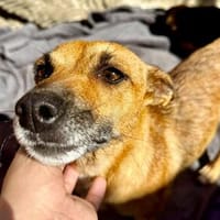 Bruna💕liebe und wunderbar entspannte Hundemama, Hündin zur Adoption