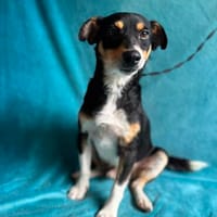 Traumhund DALE SUCHT SEINE Herzensmenschen, Hund zur Adoption