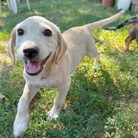 ❤ BAMBI - zum Verlieben ❤, Hündin zur Adoption