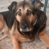 Traumhund Pluto sucht seine Familie, Hund zur Adoption