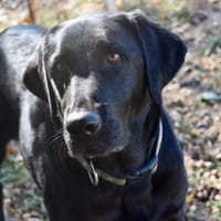 ROSA, chienne à adopter