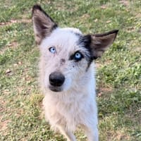 Astoria CAA16133, chienne à adopter