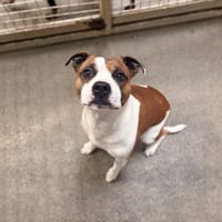 Mudir, chien à adopter