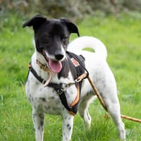 LACOSTE, chien à adopter