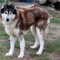 JO, chien à adopter