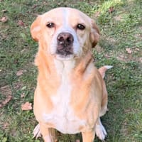 Hodji CAA16134, chien à adopter