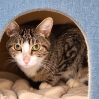 Idefix, chat à adopter