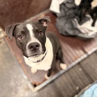 ALZON, chien à adopter