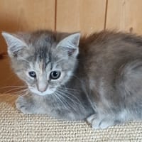 KITTY, chatte à adopter