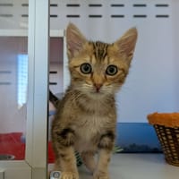 Caraxès, chat à adopter