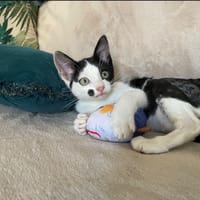 BILBOU, chatte à adopter