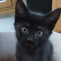 CERISE, chatte à adopter