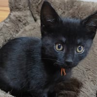 ABRICOT, chat à adopter