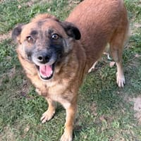 Icare CAA16135, chien à adopter