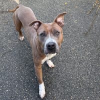 CORAIL VAA, chienne à adopter