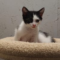 Callie (réservée), chatte à adopter