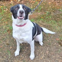 Olympe (réservée), chienne à adopter