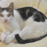 Bozzo CAB5873, chat à adopter