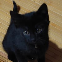 MIRABELLE, chatte à adopter