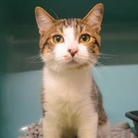 Tao CAB6299, chat à adopter