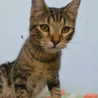 Neko CAB6304, chat à adopter