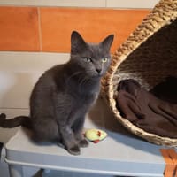 yuka, chatte à adopter