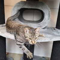 BOSTON, chat à adopter