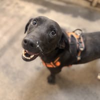 SIRIOL, chien à adopter
