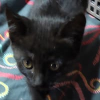 KIWI, chat à adopter