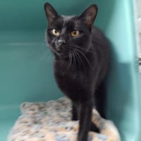 LYS PAB29999, chat à adopter