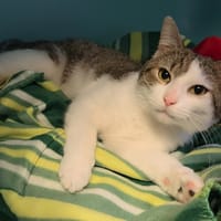 NORBERT, chat à adopter