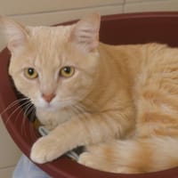 Pako CAB6296, chat à adopter