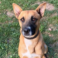 Ravik CAA16136, chien à adopter
