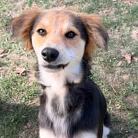 Hina CAA16137, chienne à adopter