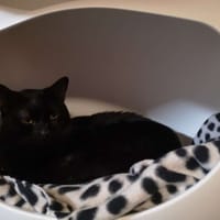 BUDDY, chat à adopter