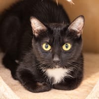 Pakita, chatte à adopter