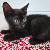 Bianca, chatte à adopter