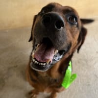 Django, chien à adopter