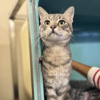 NATSU, chat à adopter