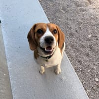 AXEL, chien à adopter