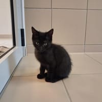 Nox, chat à adopter