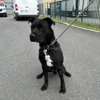 MONTFRIN, chien à adopter