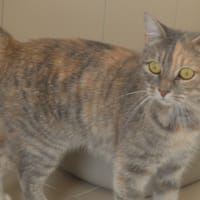 Suki CAB6311, chatte à adopter