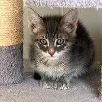 Balrog, chat à adopter